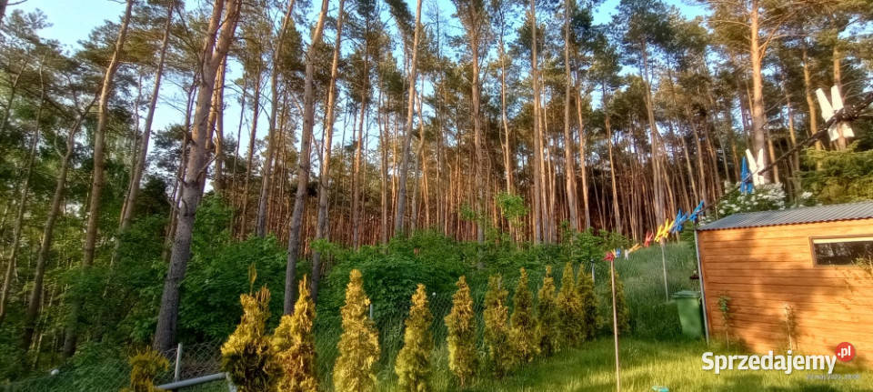 Wiktorowo działka budowlana