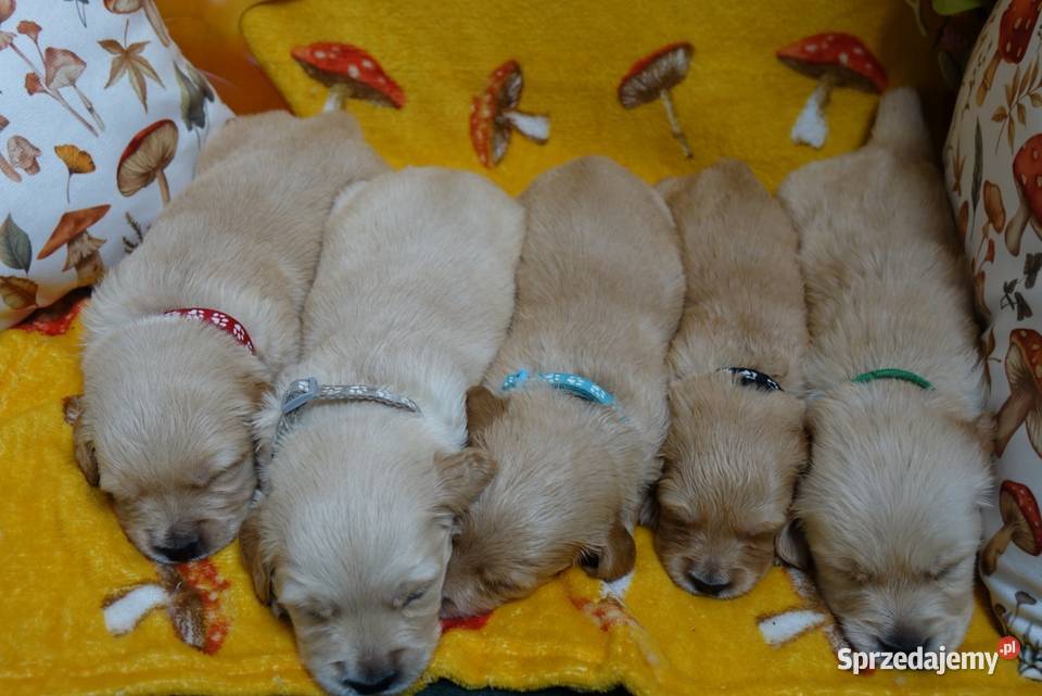Golden Retriever pieski i suczki złote opolskie Tułowice