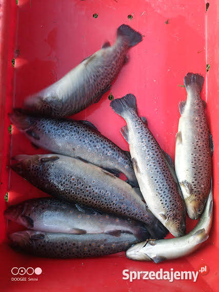 Pstrąg Tęczowy 16 HURT Ryby Kępsko