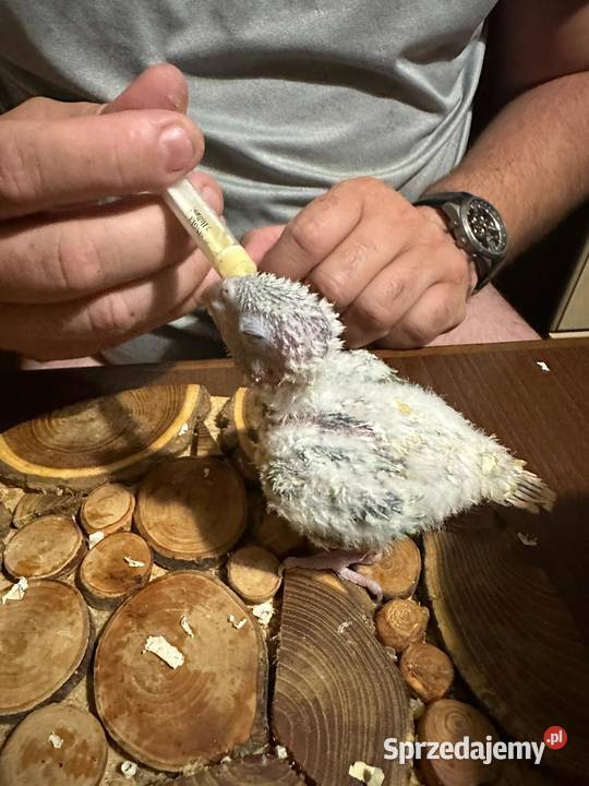 Ręcznie karmione papużki Rudosterki sprzedam Ptaki Zgierz