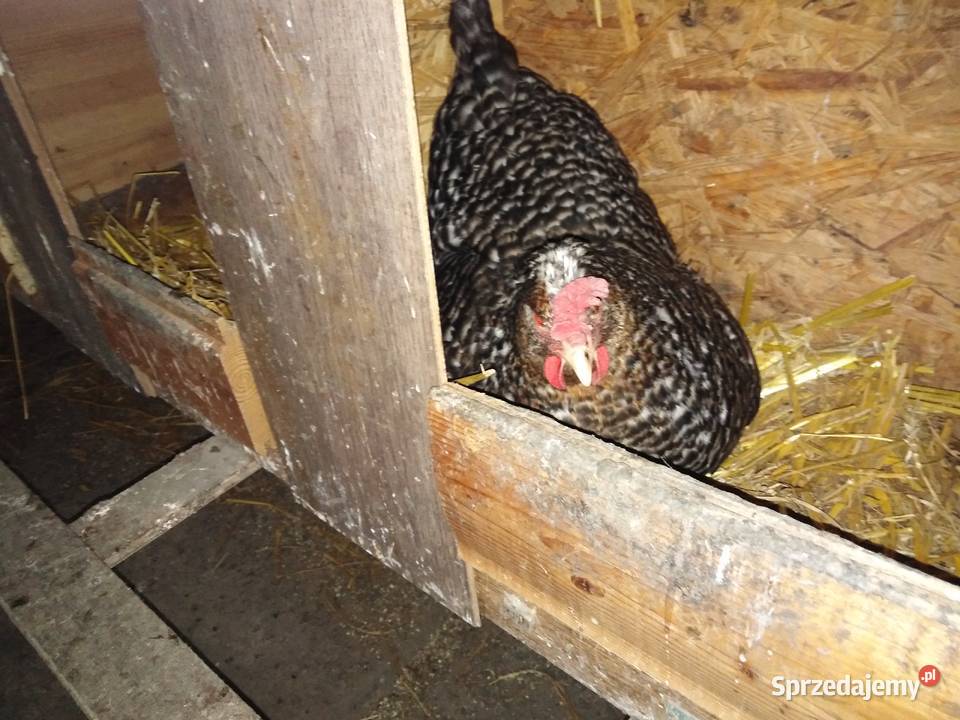 Sprzedam kury nioski