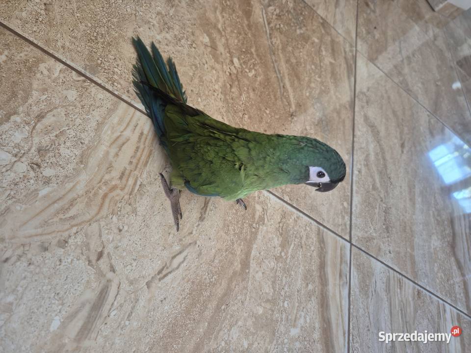 Ara Marakana ręcznie karmiona