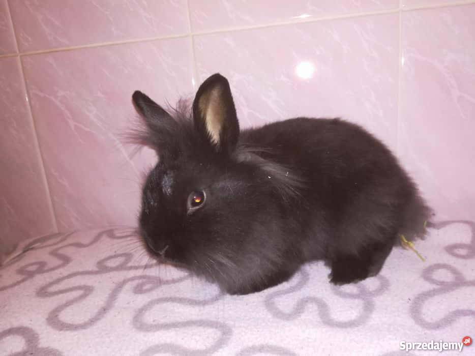 Króliki miniaturki Warszawa sprzedam
