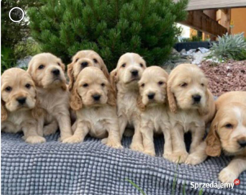Pieski cocker spaniel suczki pieski Lipnica Mała