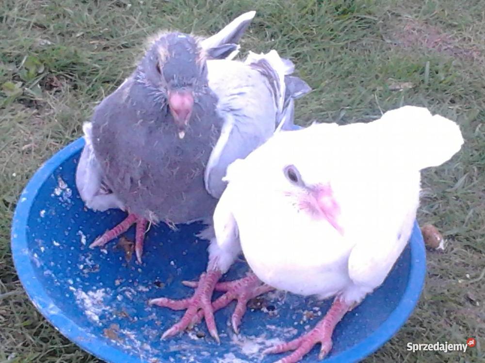 młode gołębie pocztowe