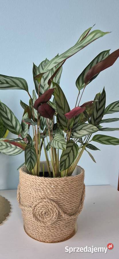 Calathea Compactstar domowe kwiaty doniczkowe mazowieckie Skuły