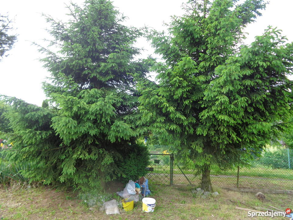 Sprzedam Ogródek Działkowy 400m2 budka studnia z Nysa