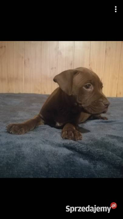 Szczeniaki PITBULL Miszewo B