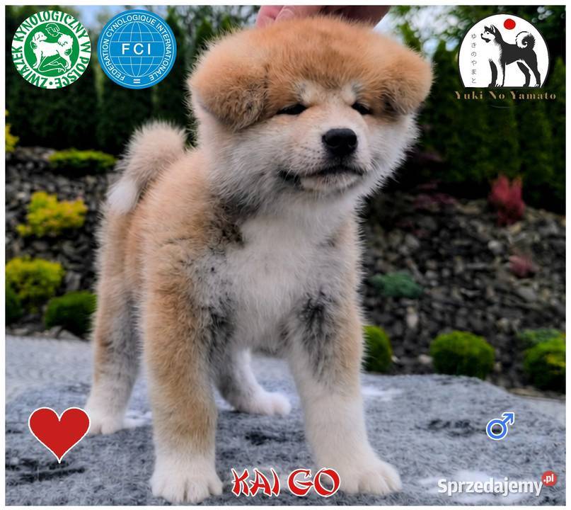 Akita Inu ZKwPFCI Grybów