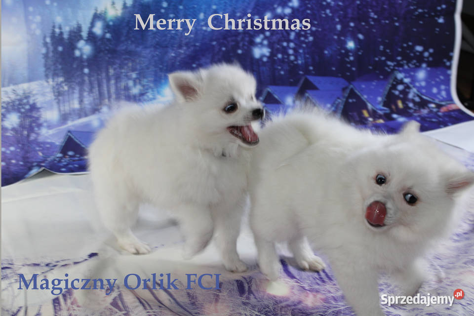 Szpic średni biały Pozostałe dolnośląskie Oława