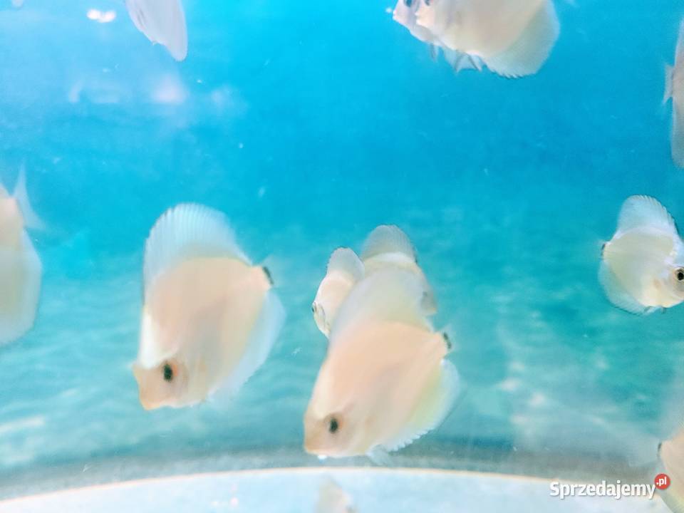 Dyskowce Blue diamond Ryby