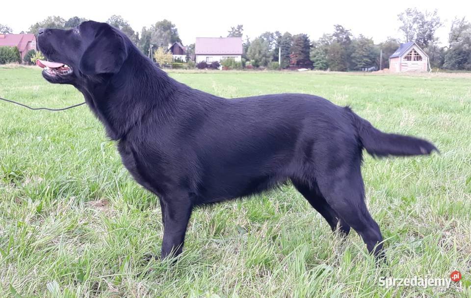 Suka labradormetryka FCI Czarna 2 lata Płock