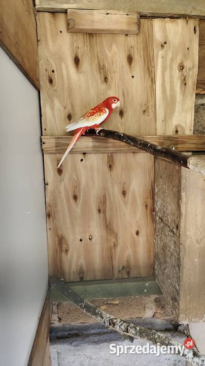 Sprzedam samca rozeli Ptaki Drezdenko