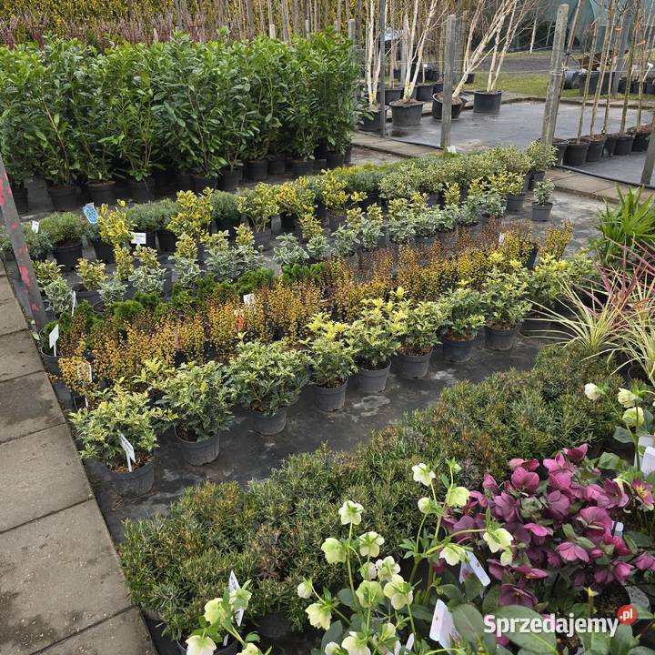 Cyprysik Lawsona złoty 100 PRODUCENT Rydzyny