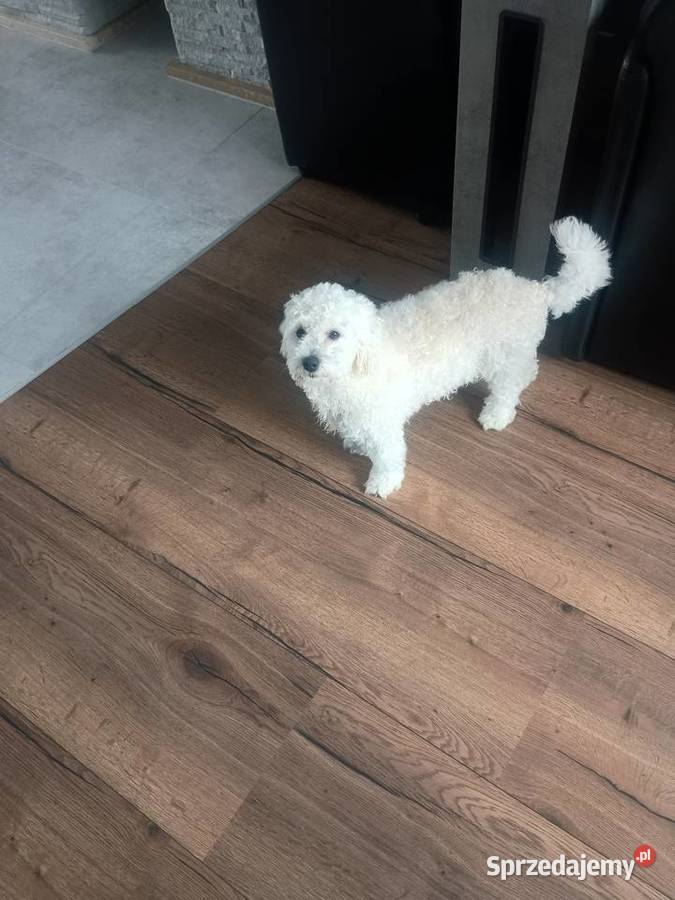 Piesek matipoo Smardzewice