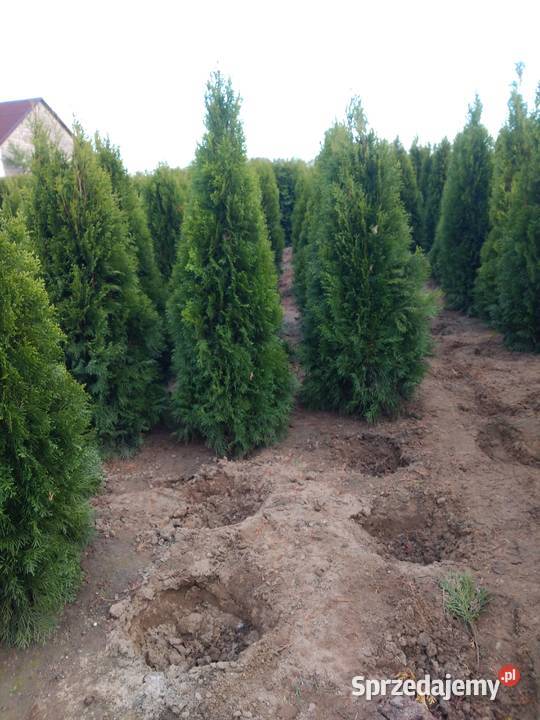 TUJA SZMARAGF 140 DO 160 WYPRZEDAŻ HURT DETAL Iglaste