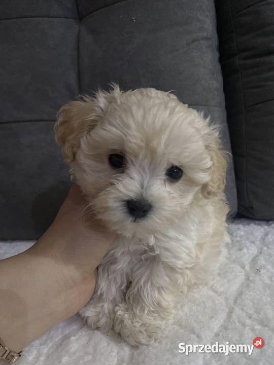 Piesek Maltipoo śląskie Zawiercie