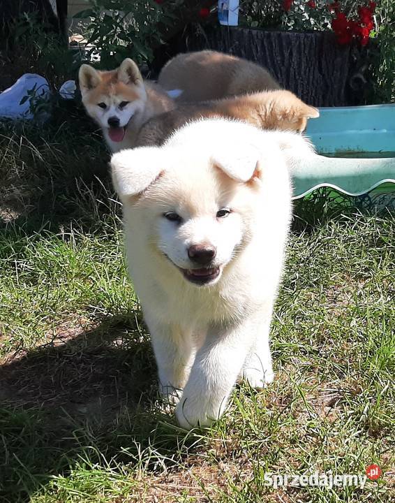 Akita Inu czerwone i białe Radzyń Podlaski