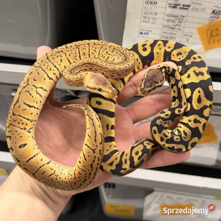 Python regius wąż królewski