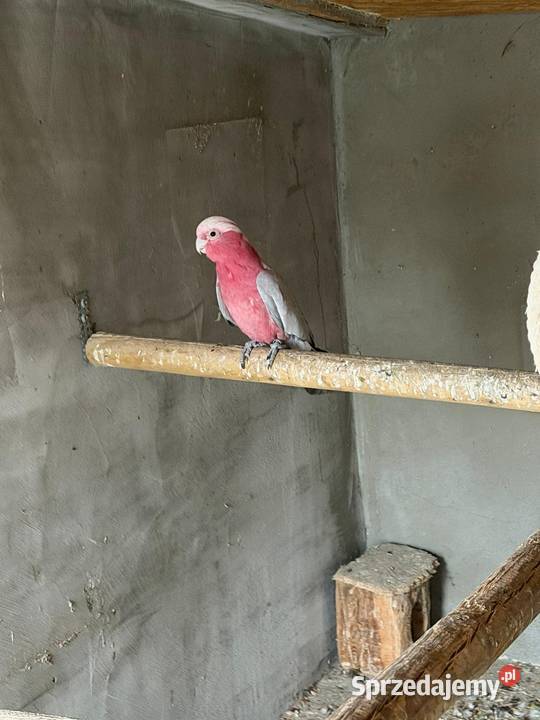 Papuga kakadu różowa Świebodzin sprzedam