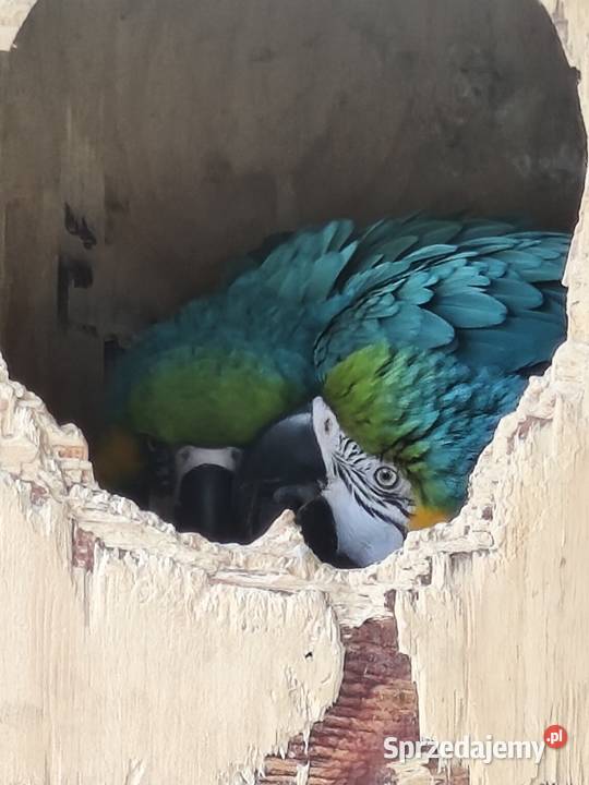 Ary ararauny para legowa Ptaki Dąbrowa Górnicza sprzedam