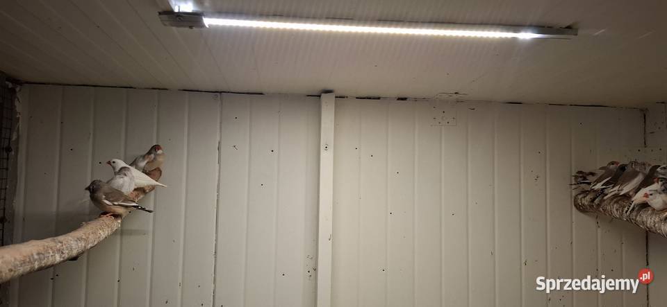 Zeberki małopolskie