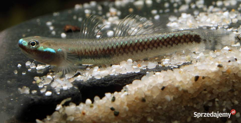 Babka semoni Stiphodon semoni SPRAWDZ NASZE Gdańsk