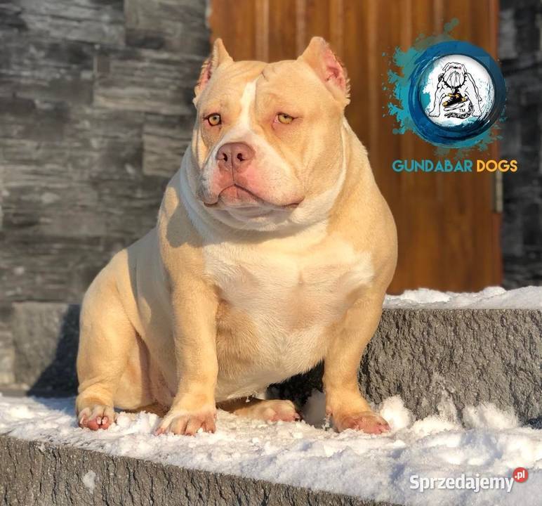 piesek ABKC American Bully wielkopolskie Koło