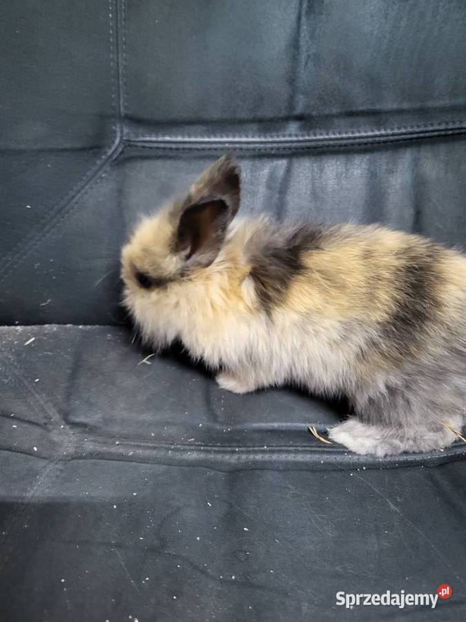 Króliczki miniaturki Gryzonie Wrocław