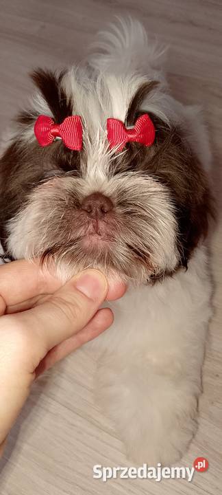 Gotowa do odbioru suczka rasy ShihTzu Kępno