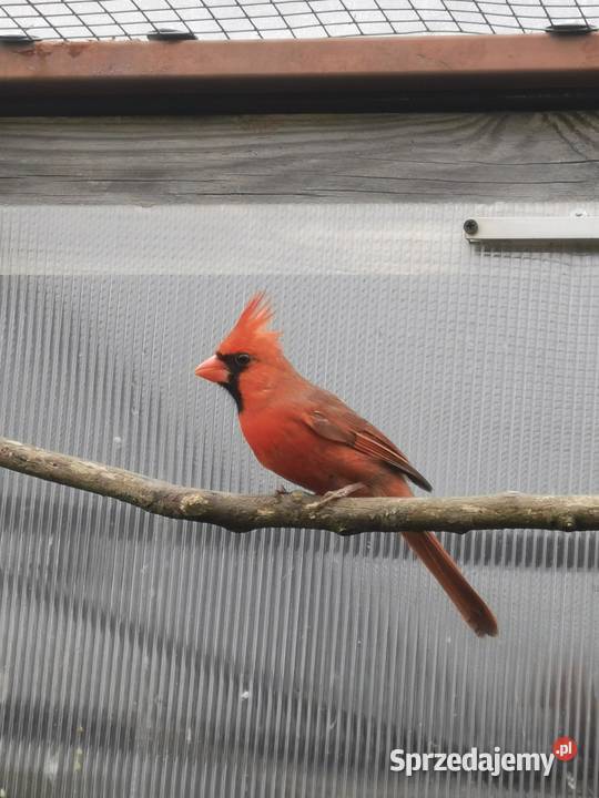 Kardynał czerwony samce Rypin
