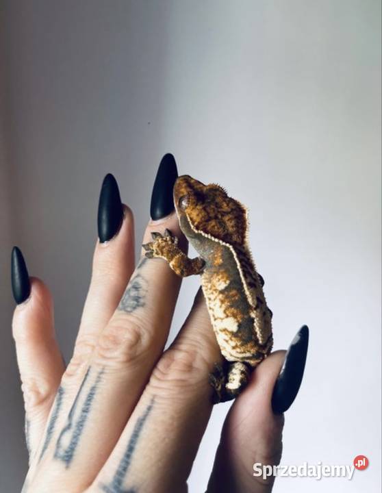Gekon orzęsiony samica Łomianki sprzedam