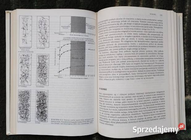 Procesy przetwarzania informacji u człowieka Bełchatów sprzedam