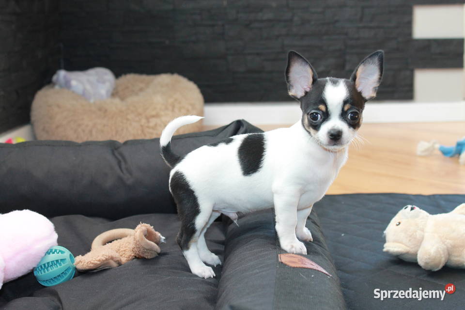 Chihuahua krótkowłosy chłopiec ZKwP FCI Świnoujście