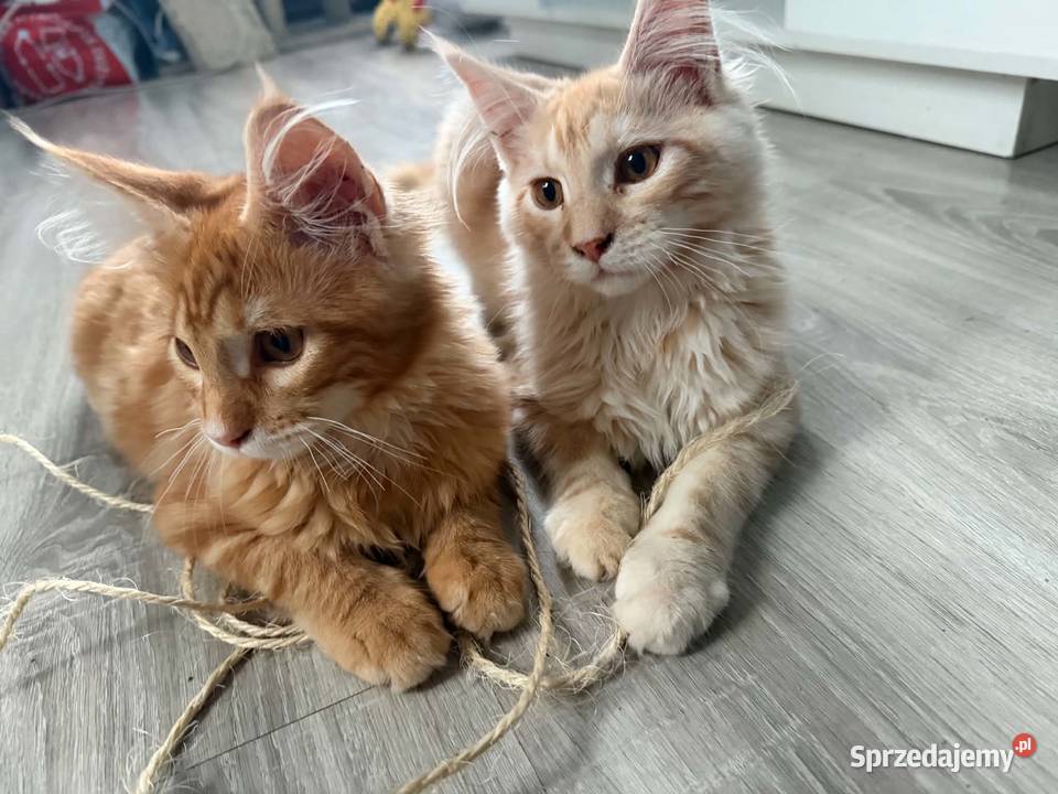 kocięta Maine Coon