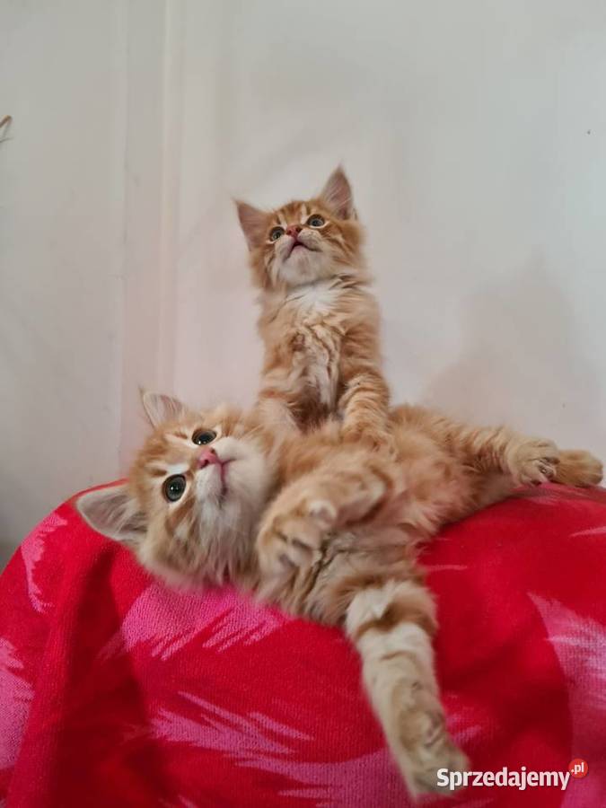 Maine Coon Zwierzęta Drygulec