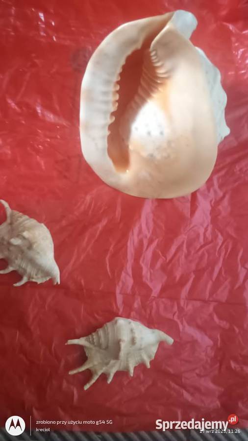 Muszla morska hełmowca waga 16 2 muszle sprzedam