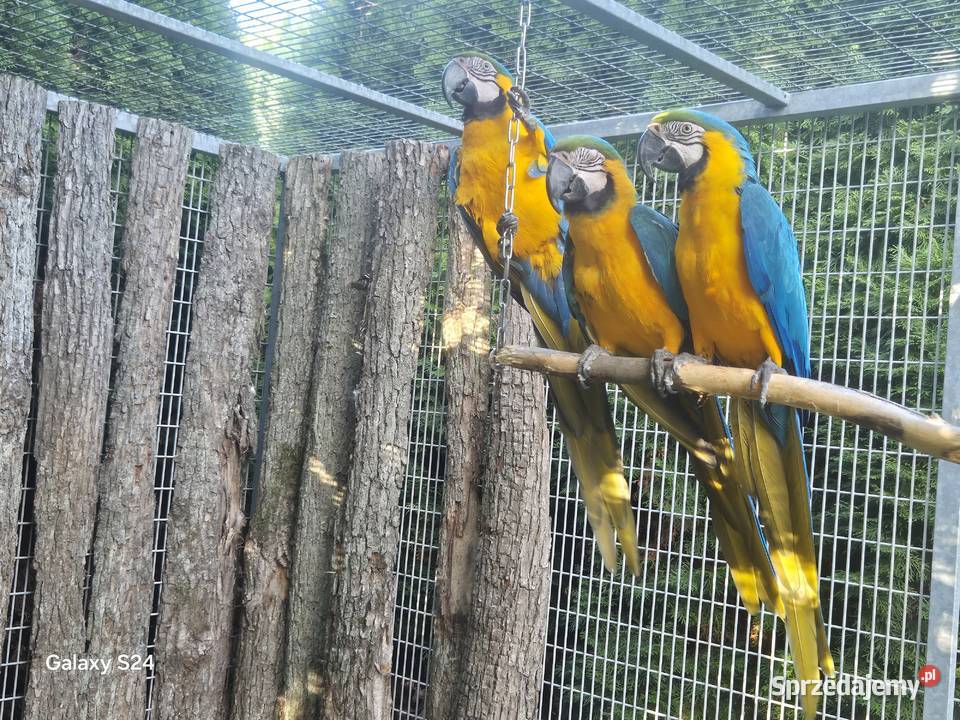 Ara Ararauna wielkopolskie Rakoniewice
