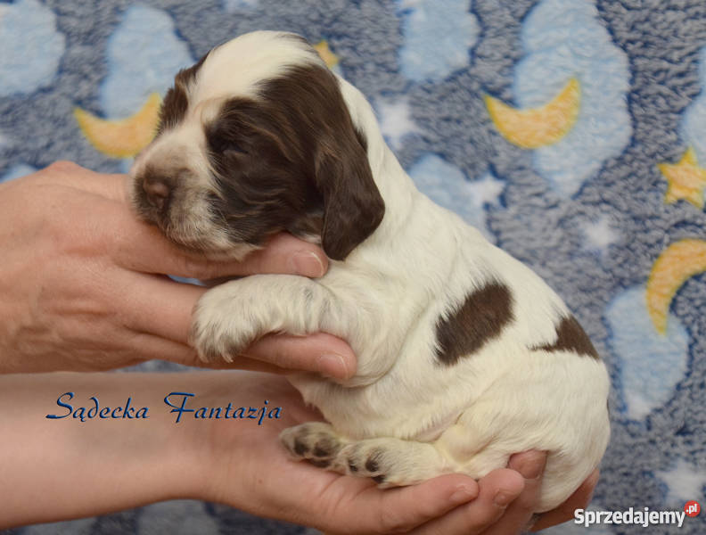 Cocker Spaniel Angielski Czekoladowe Dziewczynki Cocker Spaniel małopolskie Nowy Sącz