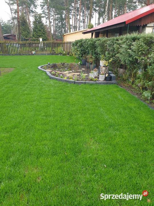 Trawniki w rolce Trawa rolowana Najlepsza Częstochowa