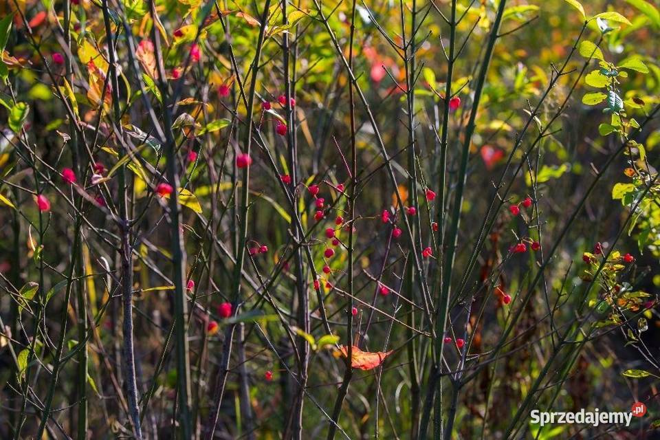 Trzmielina pospolita Euonymus europaeus 5070 sprzedam