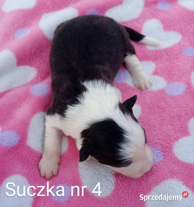 Border collie FCI Dębica