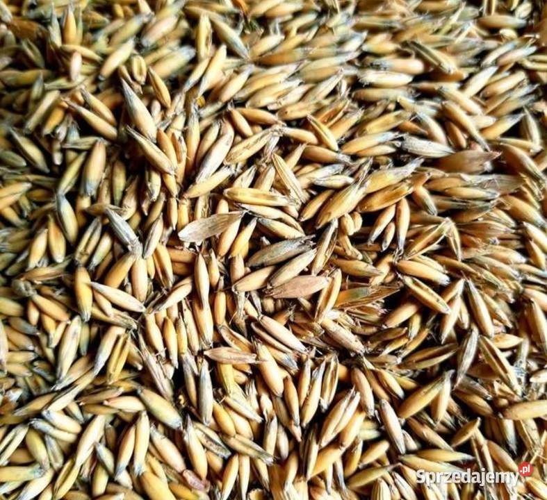 Owies żyto sprzedam wielkopolskie Białobłoty