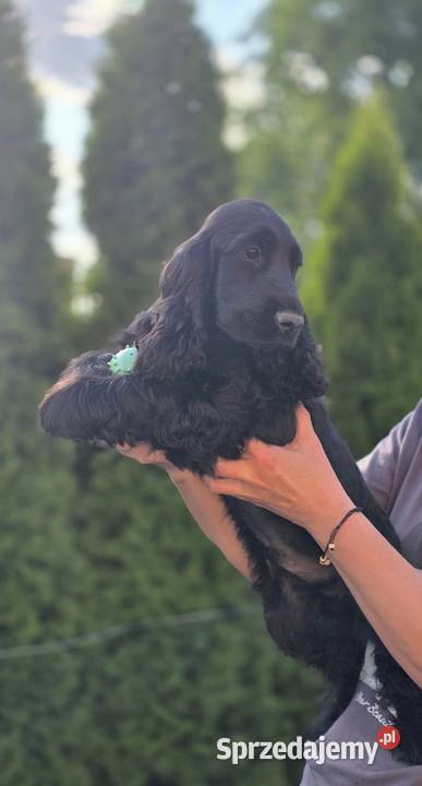 Cocker Spaniel czarne Żelazków sprzedam