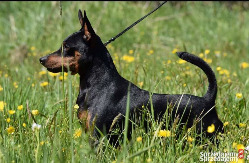 Reproduktor Pinczer Miniaturowy ZKWP fci Łochów