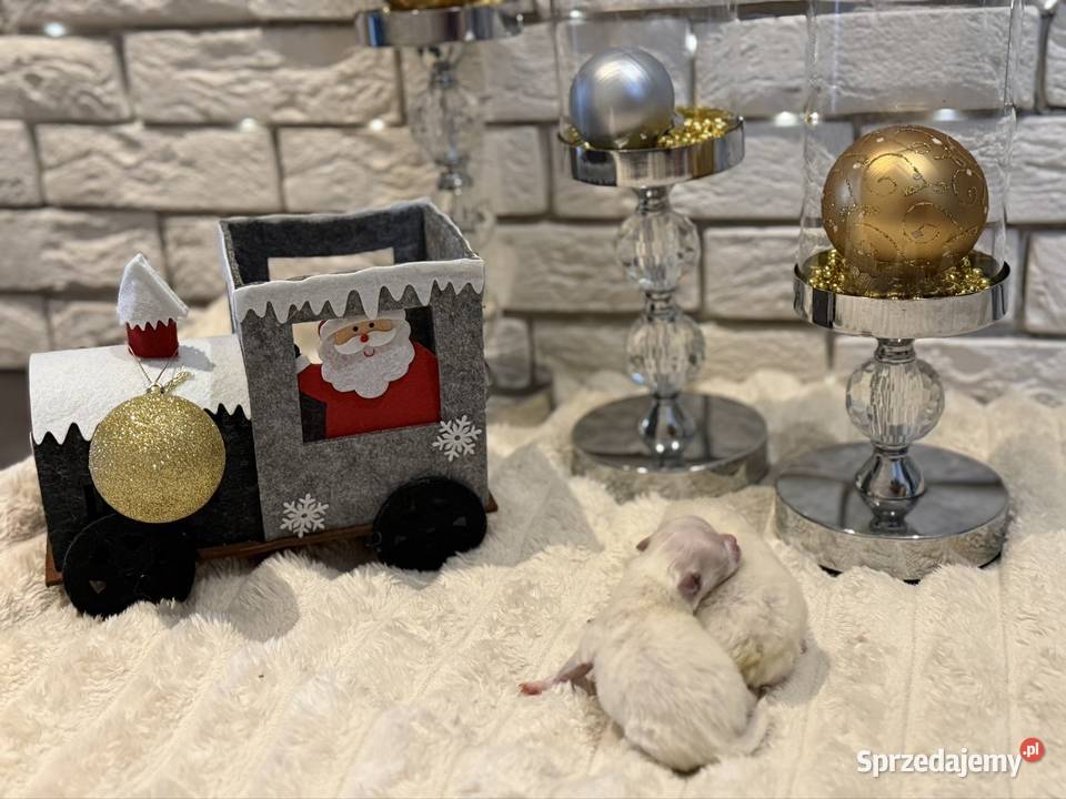 Szpic miniaturowy pomeranian Ophelia śląskie Poniszowice