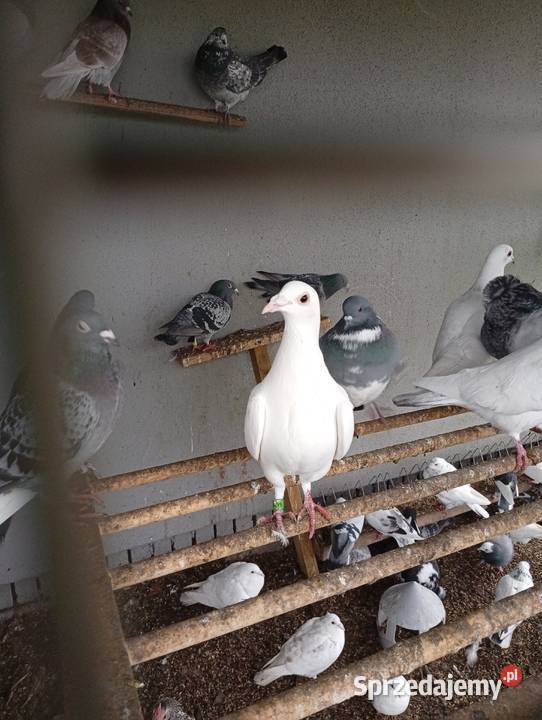 Kaczki staropolskiesprzedam gołębie biale