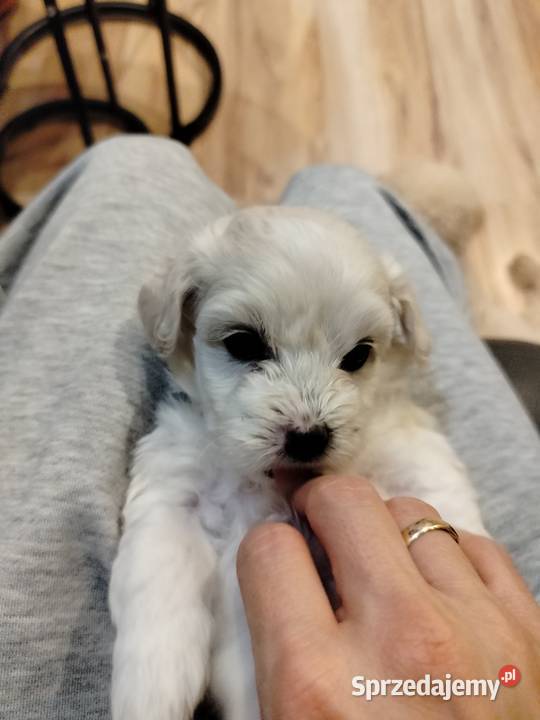 Maltipoo Pozostałe Chojnice
