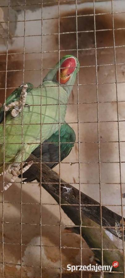 Aleksandretta wielka Łużna