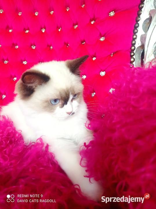 Ragdoll Kotka Seal bicolor FIFE FPL
